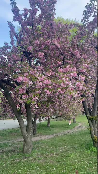 Central Park 