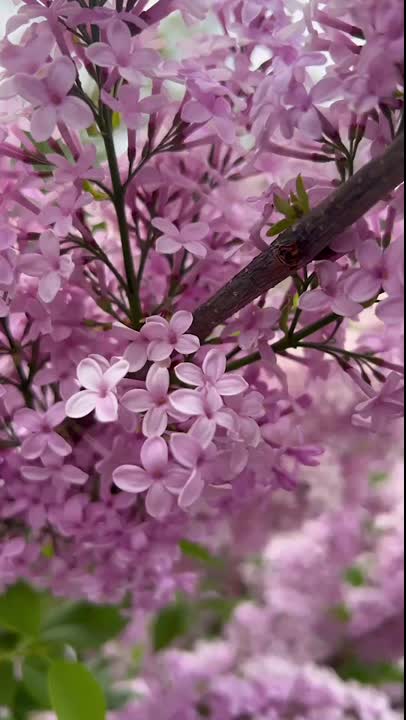 flowers love
