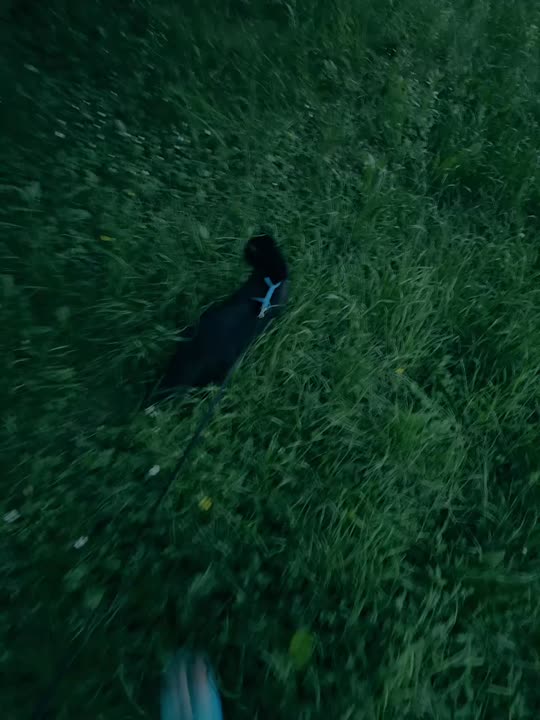 Crna dosada je vani! 🐈‍⬛🌳