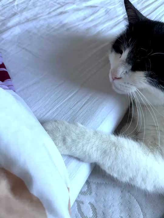 Gdje počinje jedna, završava druga 🐈🐈‍⬛
