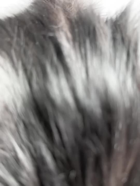 Sjaj 🐈‍⬛