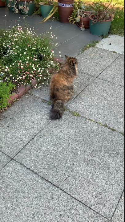 in case you’ve forgotten, i would like to remind you all i love cats

#CatVideo