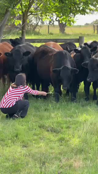 Cattle at my parents’ farm in Balnarring. 