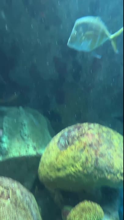 flashed at the tank